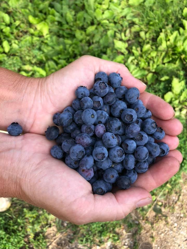 Blueberries – Beacon Woods Farm